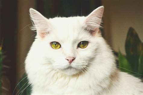 White Cat With Yellow Eyes · Free Stock Photo
