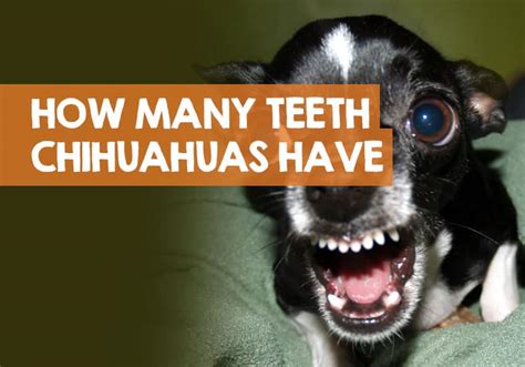 Are Chihuahuas Prone To Bad Teeth