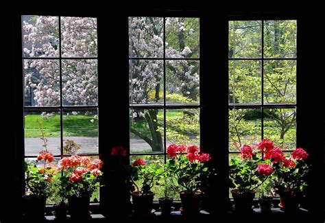 Photos By Stan Spring Window Todays Flowers