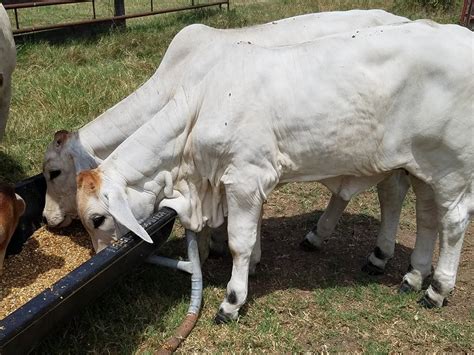 Listing form for advertising an upcoming sale. Brahman Cattle for sale. - Home | Facebook