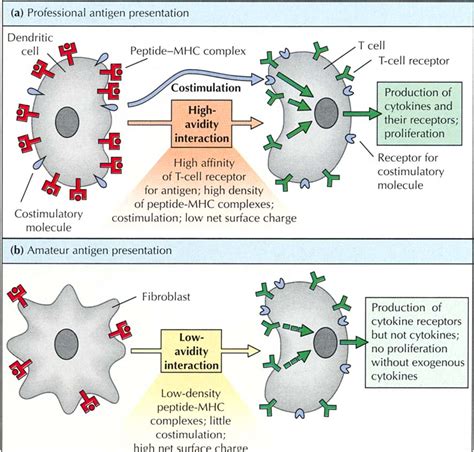 Antigen Presenting Cells