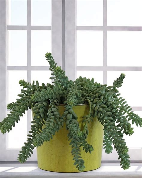 14 Best Indoor Succulents To Grow At Home Balcony Garden Web