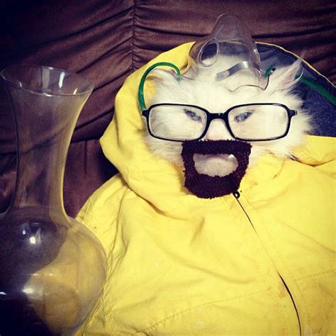 See A Cat Dressed Up As Breaking Bads Walter White