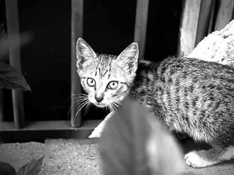 Wild kittens. in my garden. 2014 - YouTube