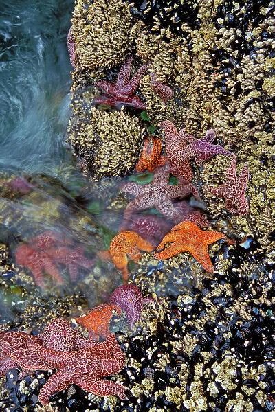 Ochre And Purple Sea Stars Starfish In Tidal Zone Photos Framed