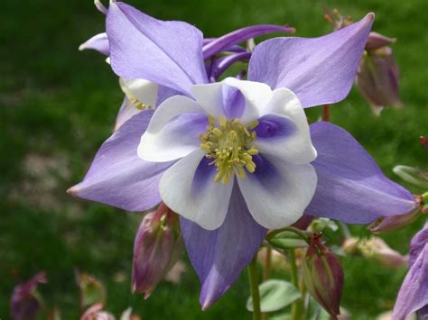 Beautiful Blue Columbine Colorado State Flower This One