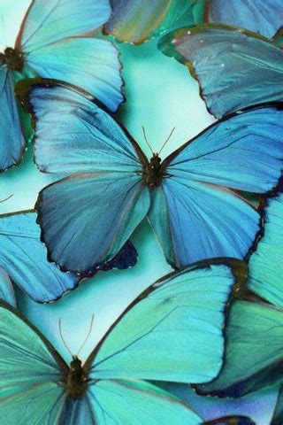 Borboletas - Blog Nova Noiva Search, discover and share your favorite butterfly gifs.
