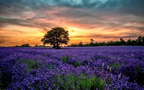 Purple Lavender Fields Scenery Sunset Flowers Wallpaper