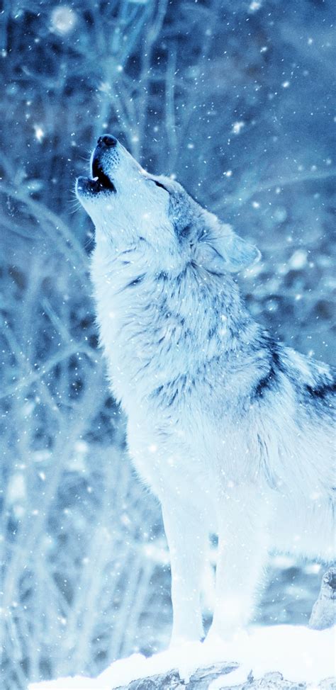 Download 1440x2960 Wolf Howl Majestic Snow Predator Wallpapers For
