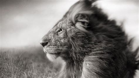 These black and white wallpapers are totally free and can be downloaded by clicking black and white is considered as one of the most amazing contrasts in the history of contrasts. Portrait Of A Lion In Black And White Wallpaper - Animals ...