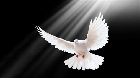 Holy Spirit Dove Background
