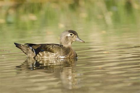 19 Interesting Facts About Wood Ducks Wildlife Informer