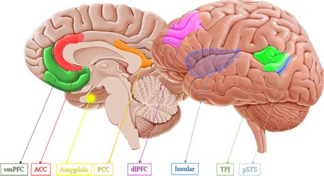 Cross Sectional Anatomy Of The Moral Brain As A Matter Of Fact The