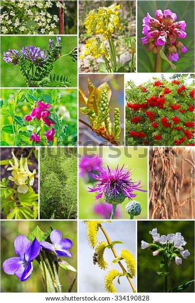 Wild Medicinal Plants Siberia Collage Photos Stock Photo Edit Now