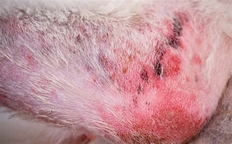 What Causes Rash On Dogs Belly