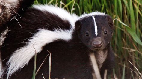 Skunk History And Some Interesting Facts