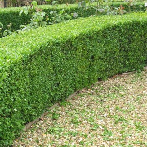Box Buxus Bare Root Hedging Plants Native Evergreen Topiary Hedge 3