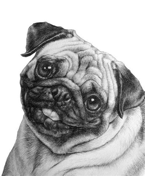 Dibujos A LÁpiz 167 Fotos【trucos Y Consejos】 Pug Art Puppy Art Pugs