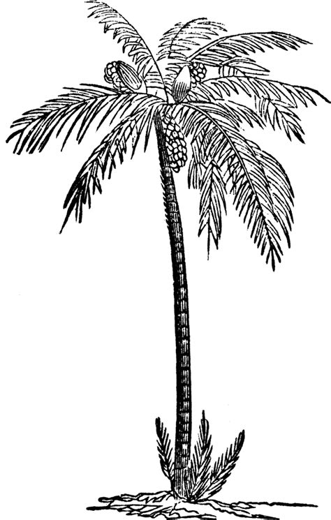 Date Palm | ClipArt ETC