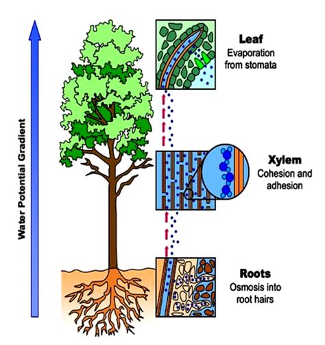 Transport In Plants Water And Nutrient Transport
