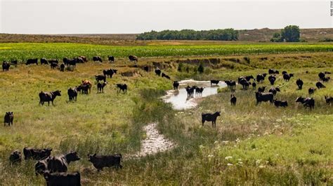 At Least 2000 Cattle Deaths Reported Due To Heat Humidity In