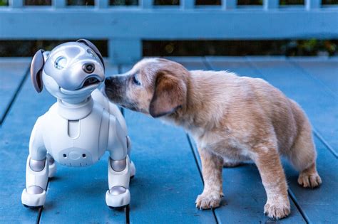 Review Aibo The Robot Dog Will Melt Your Heart With Mechanical