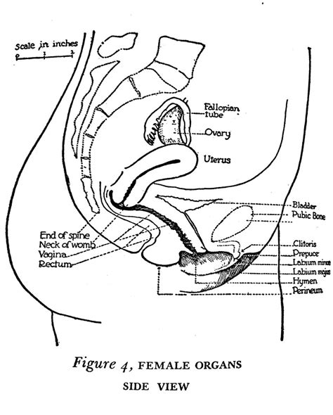 Female Organs Diagram Female Reproductive System Labeled Diagram Free