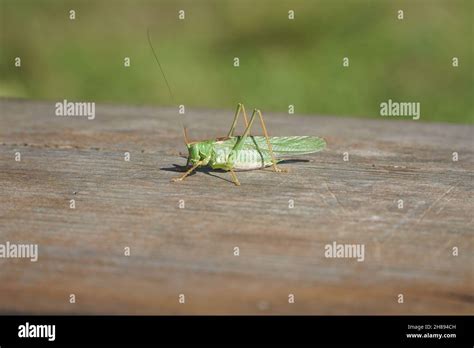 Grasshopper Orthoptera Hi Res Stock Photography And Images Alamy