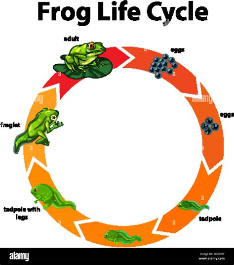 Diagram Showing Life Cycle Of Frog 1928987 Vector Art