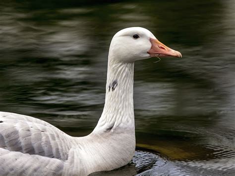 White Canadian Goose Smithsonian Photo Contest Smithsonian Magazine