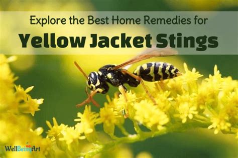 do not fear yellow jacket stings at home remedies to deal them yellow jacket sting remedies