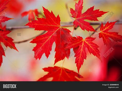 Branch Red Maple Image And Photo Free Trial Bigstock