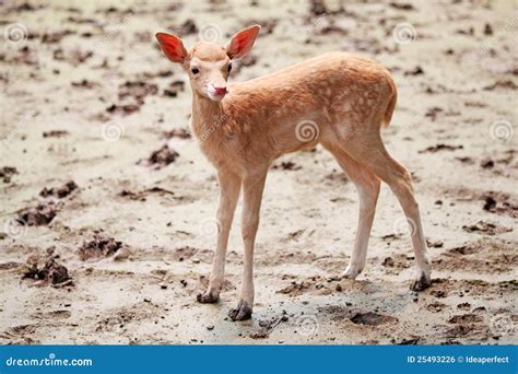 Baby Sika Deer Stock Photo Image Of Fawn Surname Sika 25493226