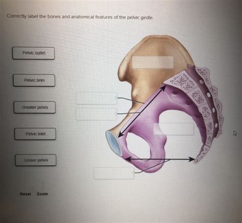 Pelvic Anatomy Labeled Male Hip Bones And Ligaments Labeled Rear View