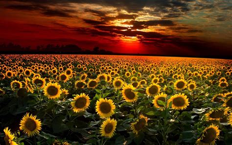 Sunflower Desktop Wallpapers Top Free Sunflower Desktop Backgrounds