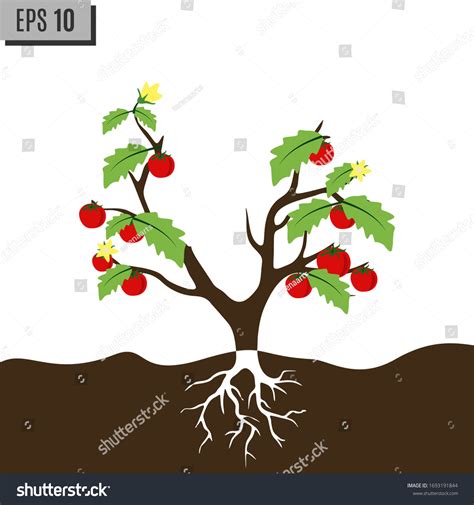 Parts Plant Morphology Flowering Tomato Plant Stock Vector Royalty