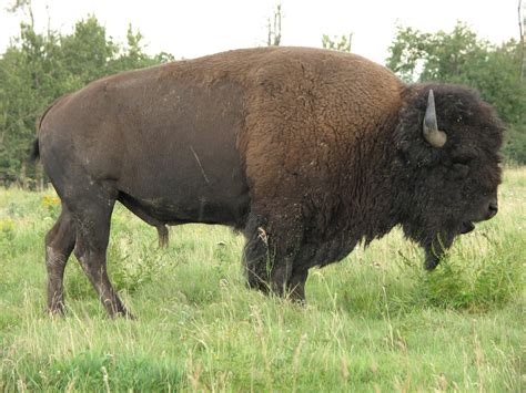 What Eats Buffalo Or Bison