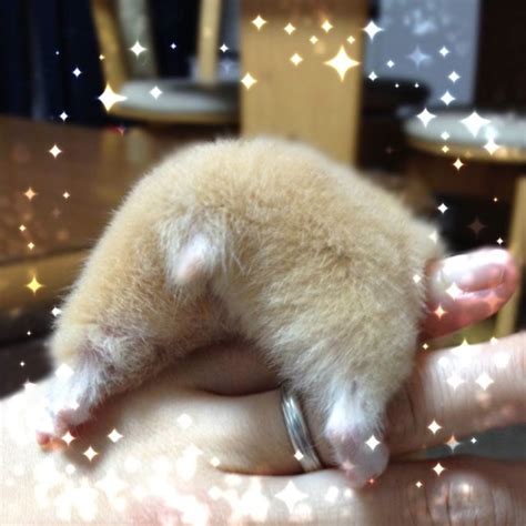 Photos Whats So Special About Hamster Bottoms The Latest Craze In Japan