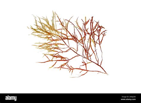 Red And Green Seaweed Branch Isolated On Whiterhodophyta Algae Stock