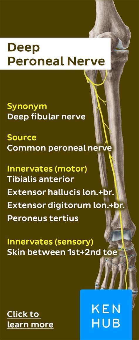 Deep Fibular Peroneal Nerve Nerve Anatomy Muscle Anatomy Nerve
