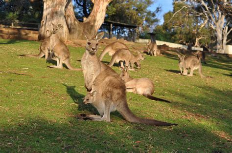 I lived in a street in australia in tasmania, near the bush, where kangaroos. Go Wild In Australia's Top 3 Nature Parks - Mother Distracted