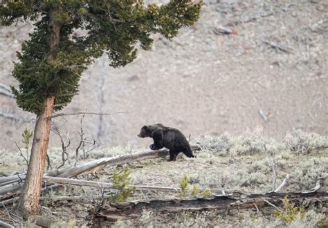 More Grizzly Bears Roaming Outside Yellowstone National Park