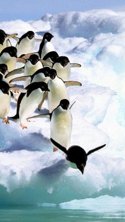Untitled Penguins Animals Cute Penguins