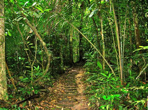 Trail To The Canopy Walkway In Amazon Jungle Of Peru Photograph