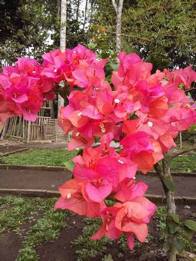 Bunga lili paris memiliki nama latin seperti chlorophytum comosum, bunga lili paris merupakan bunga yang berasal dari daerah afrika selatan. Cara Merawat Tanaman Dan Aneka Tanaman Hias: Jenis Tanaman ...
