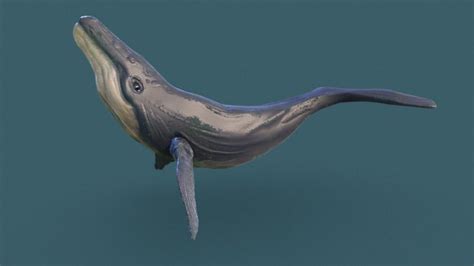 whale 3d models sketchfab