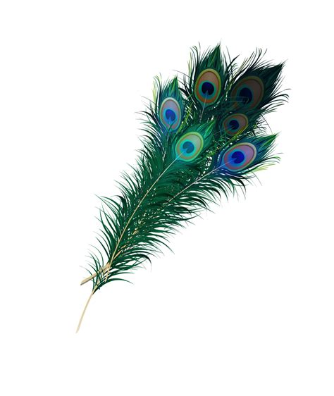 Peacock Feather Png by Asher-Bee on DeviantArt png image