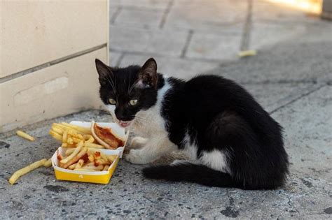 Can Cats Eat French Fries All About Cats