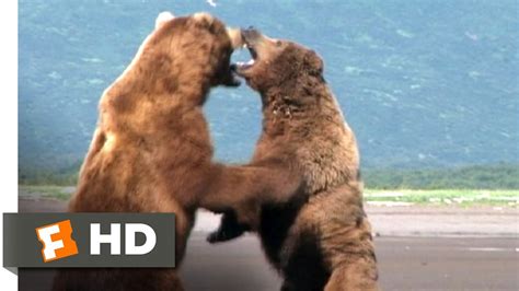 Grizzly Man 59 Movie Clip Bear Fight 2005 Hd Youtube
