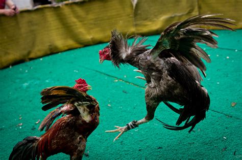 Keunggulan Sabung Ayam Online yang Wajib Diketahui - Blog Hobi Judi ...
